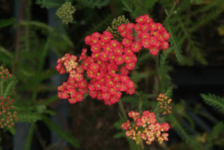 Achillea millefolium 'Paprika' Duizendblad bestellen